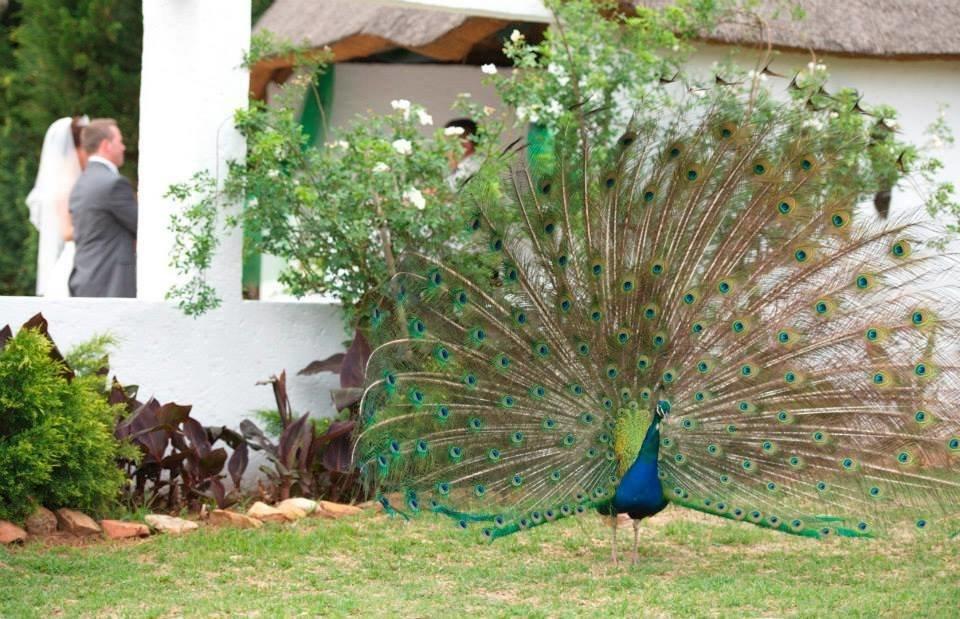 Warembo Lodge Grootvlei Ngoại thất bức ảnh